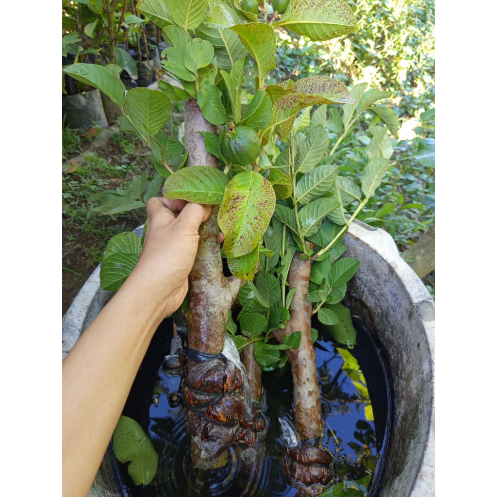 cangkokan jambu kristal batang besar