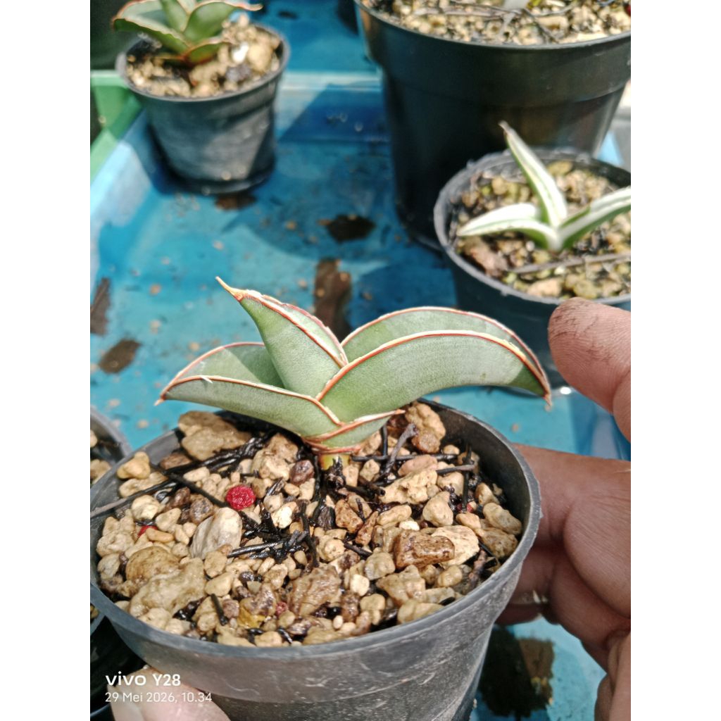 sansevieria banana long / tanaman lidah mertua banana long