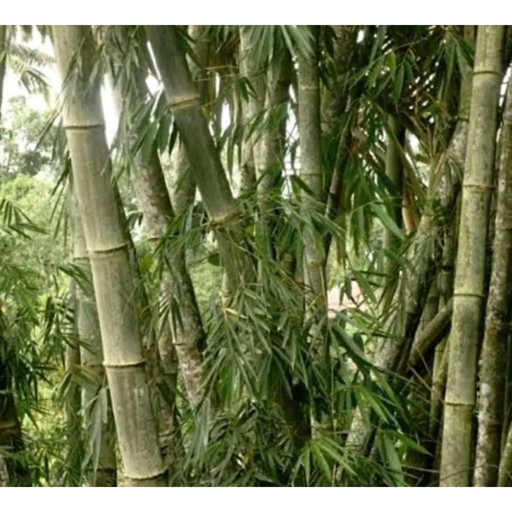 BIBIT BAMBU PETUNG/BAMBU JUMBO SIAP TANAM