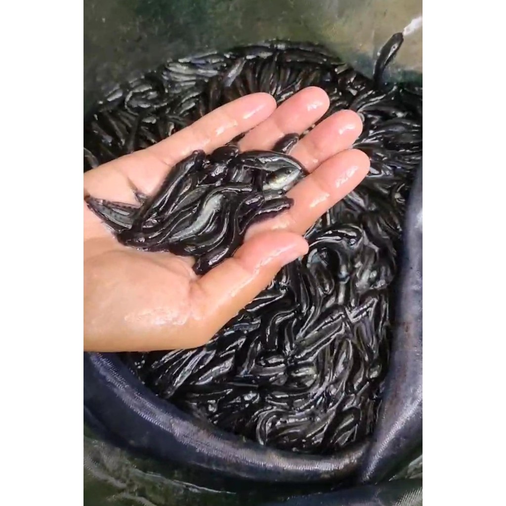 Bibit Ikan Gabus (Channa Striata) / Paket mulai 20-40 ekor