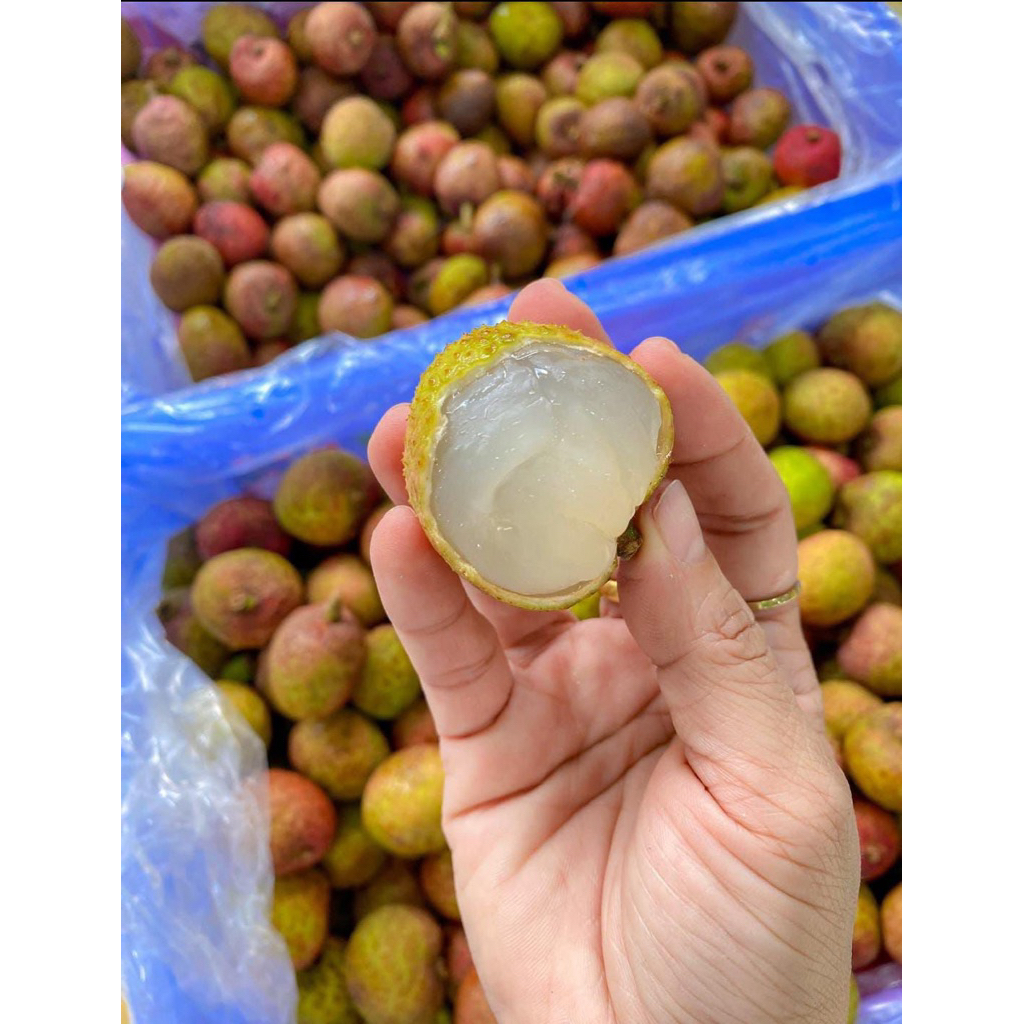 BUAH LECI MADU