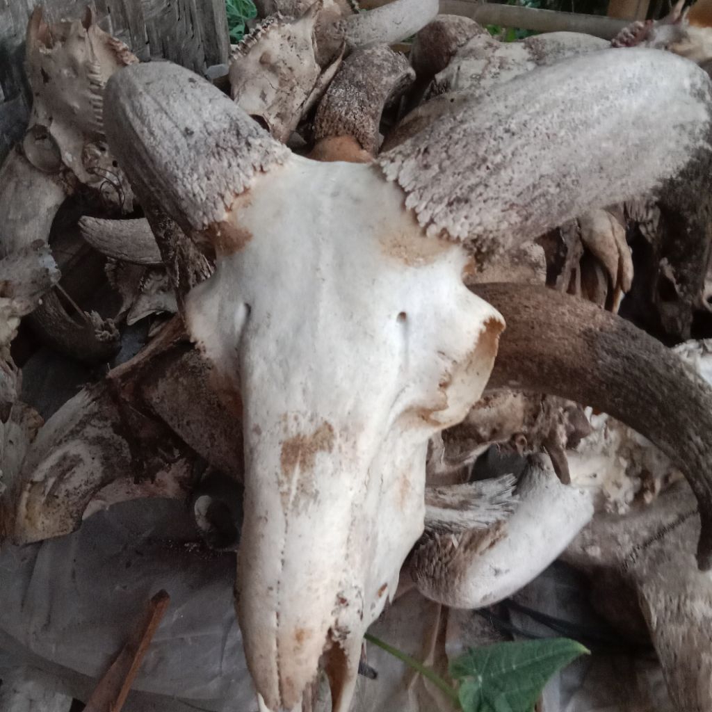 bahan pajangan tengkorak domba tanpa tanduk