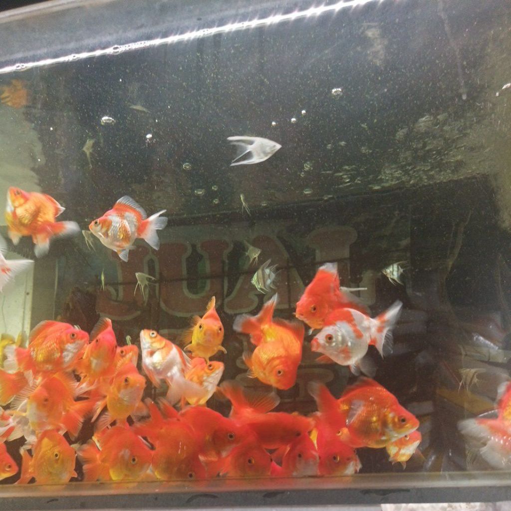 Hiasan aquarium  KOKI RYUKIN