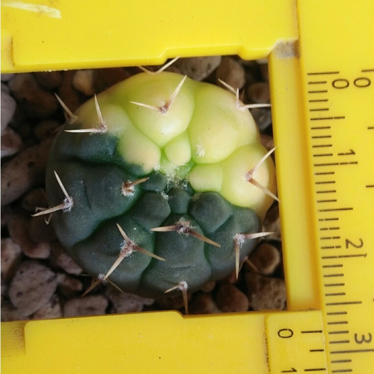 Kaktus Gymnocalycium Ochoterenae Varigata