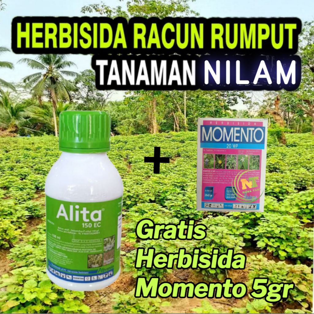 Herbisida Alita 100 + Momento 5gr Racun Rumput Taman Nilam