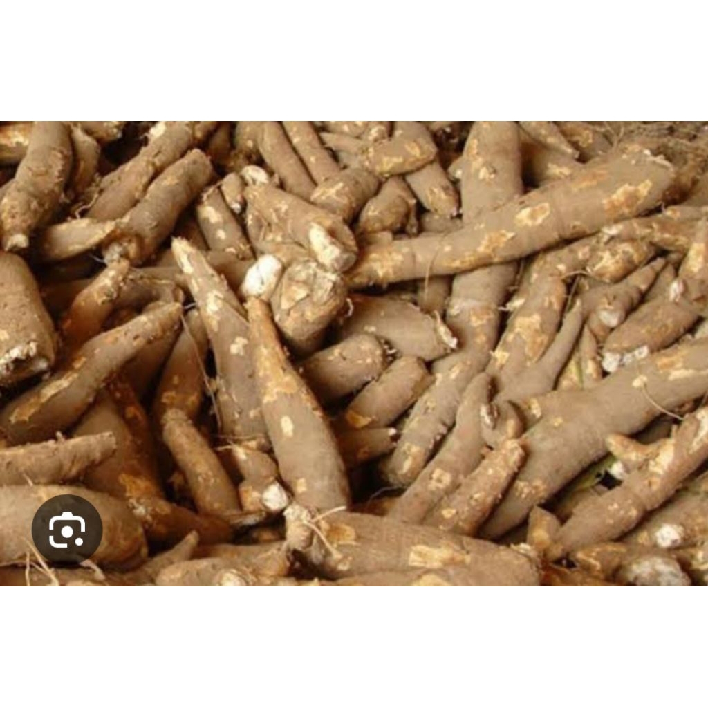 Ubi kayu roti 1 kg