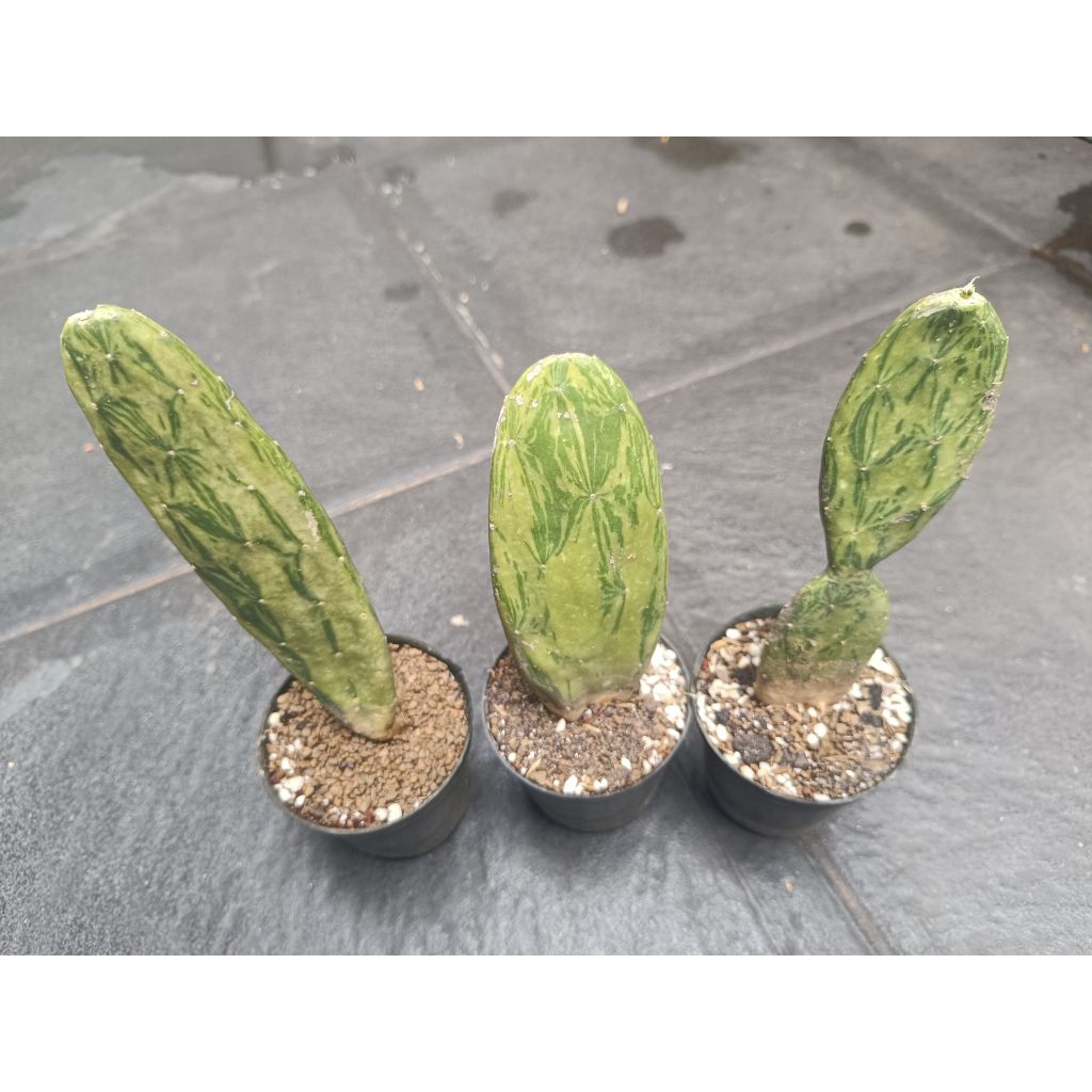 Kaktus Opuntia Variegata / Centong Varigata Motif Ajib real pict