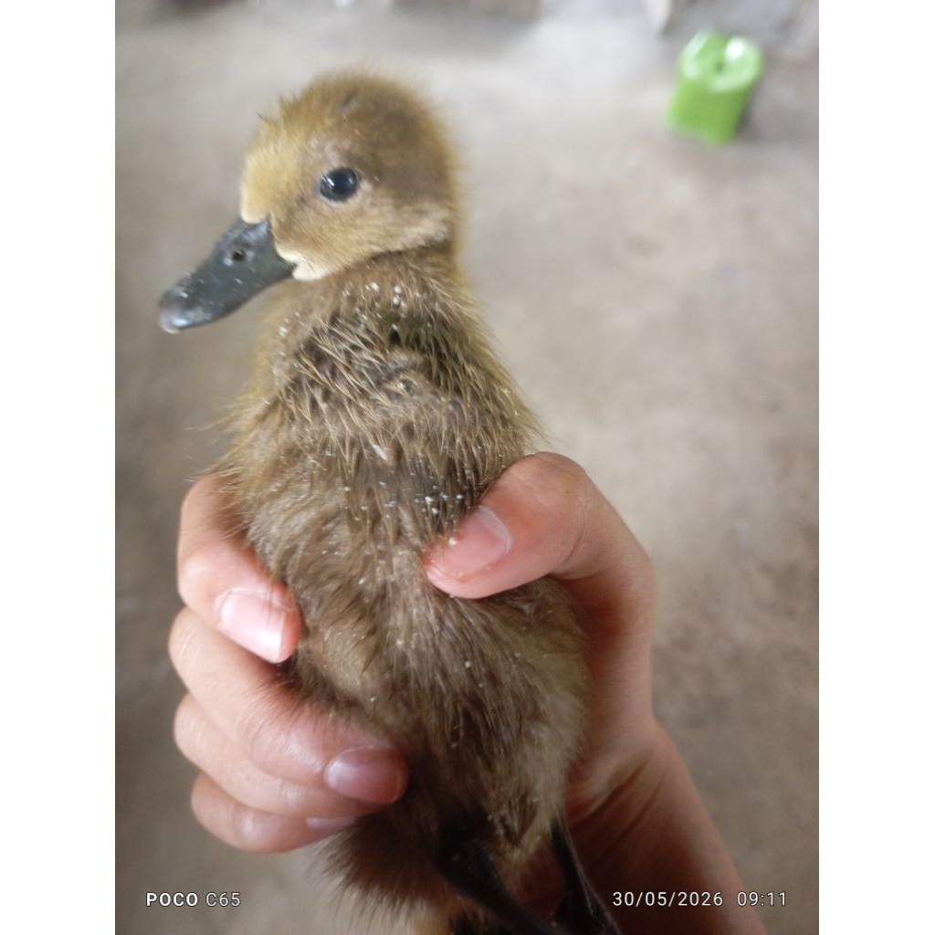 bebek Peking lucu anakan