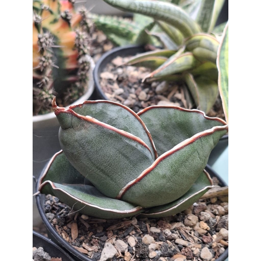 Sansevieria Banana Short TERMURAH
