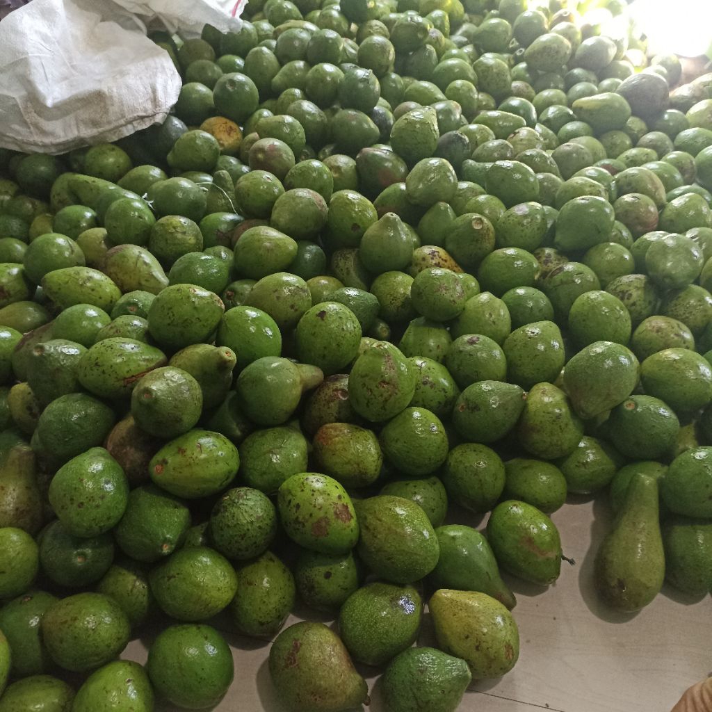 Buah Alpukat segar