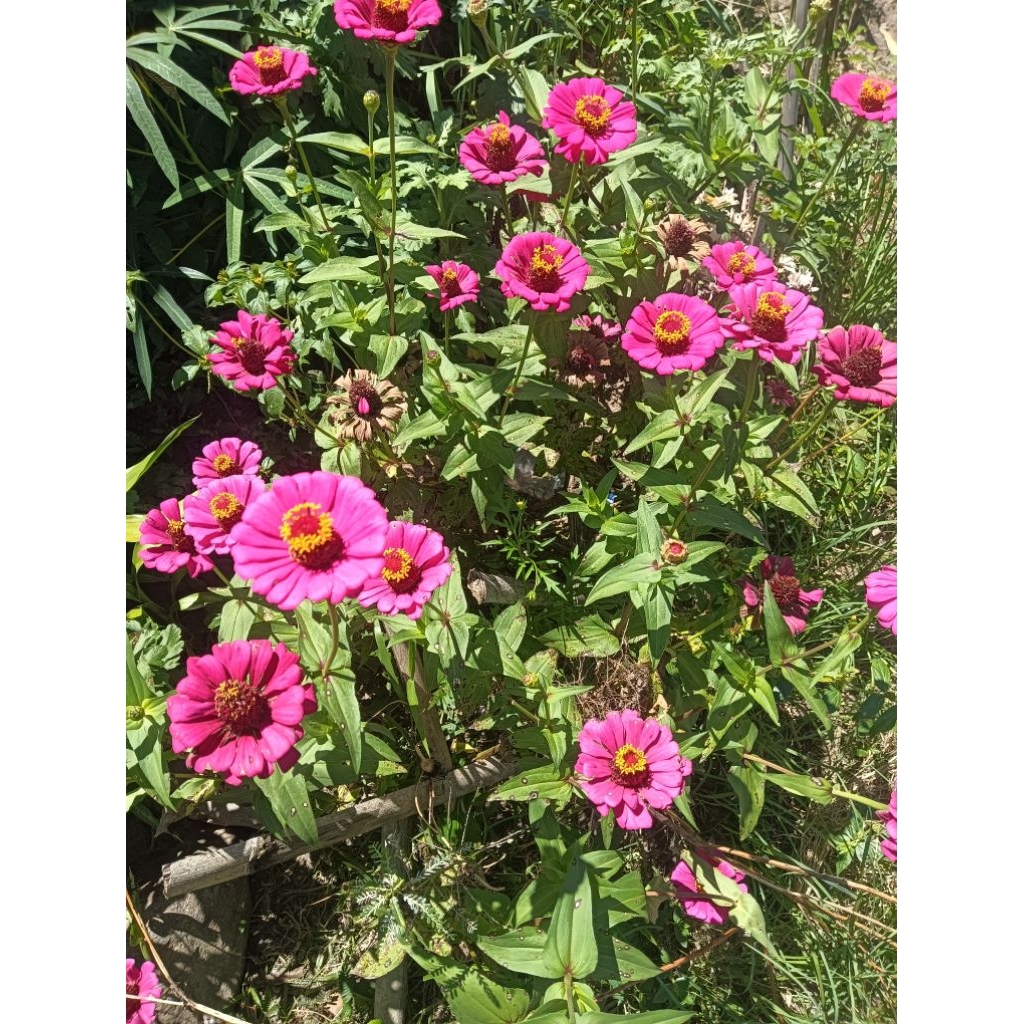 30 biji Bibit Bunga Zinnia