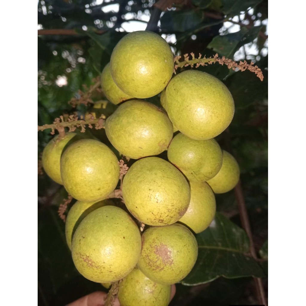 Tanaman Matoa Kuning Jumbo