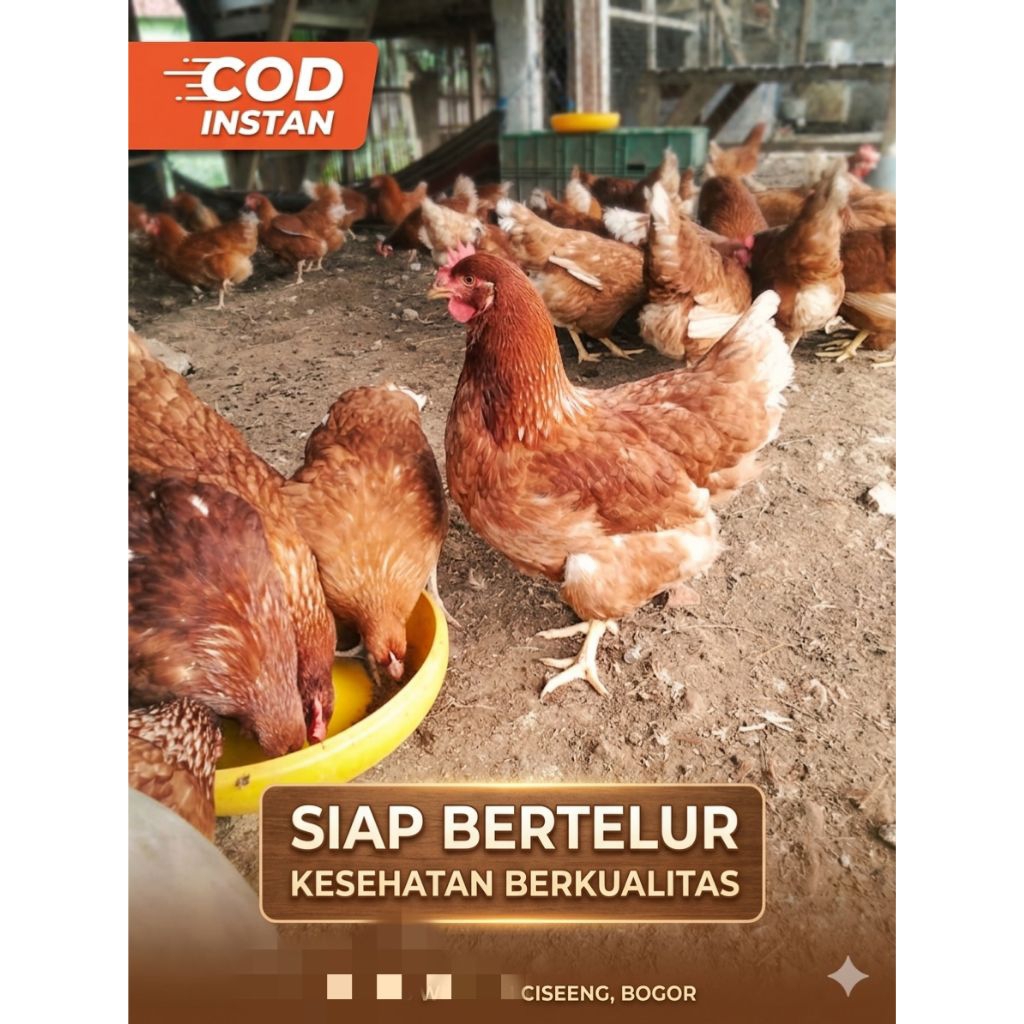 Ayam Merah Petelur/Ayam Merah, Ayam hidup sehat
