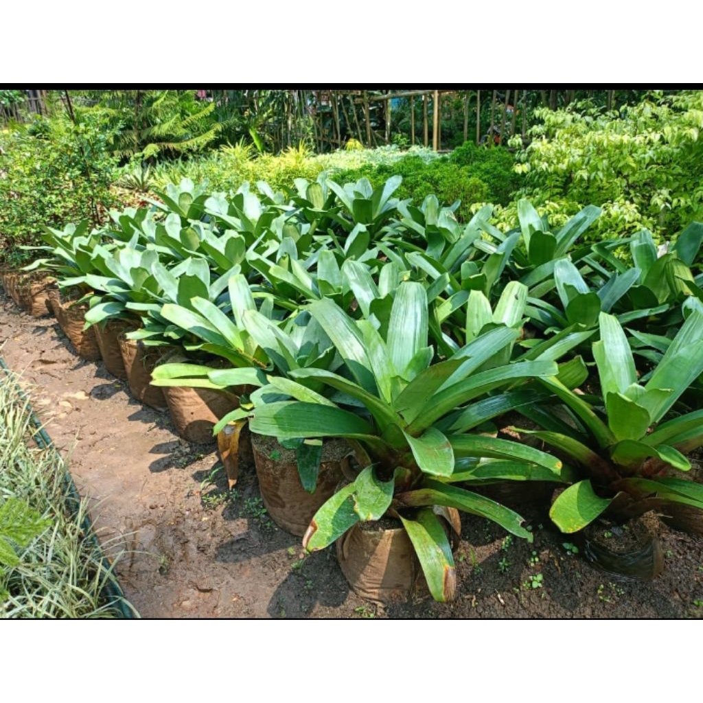 Tanaman hias bromelia hijau,agave hijau bromelia Giant hijau