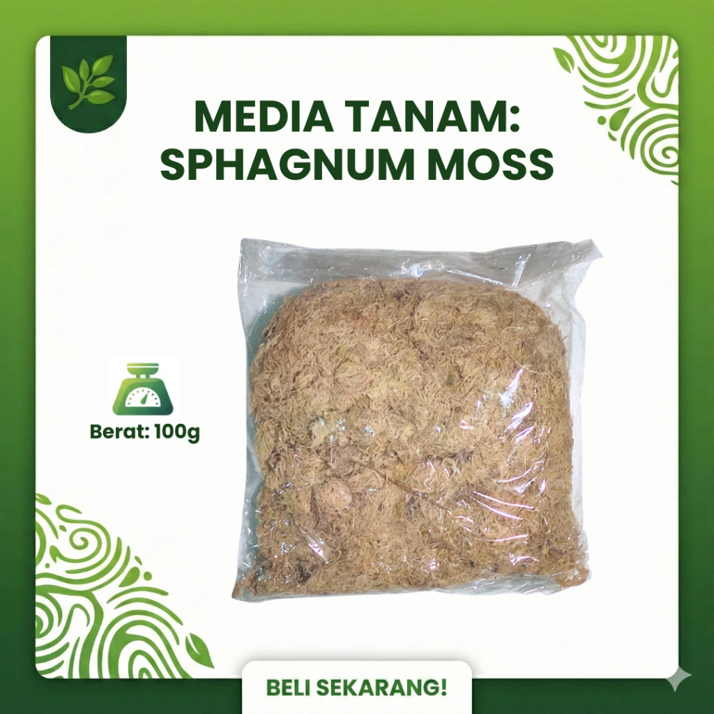 Sphagnum Moss Putih Lokal 100 Gram - Media Tanam Platycerium, Kokedama, & Tanaman Karnivora - Spagnu