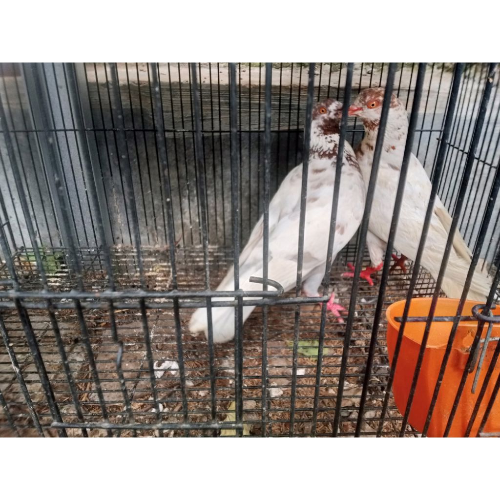 Burung Merpati/Dara Jawa Sepasang