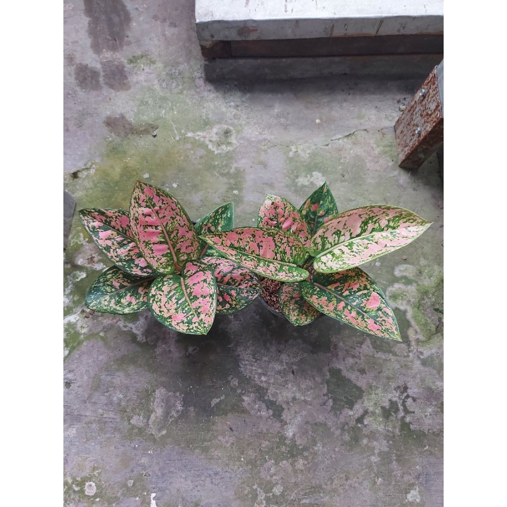Aglonema Ruby Compacta