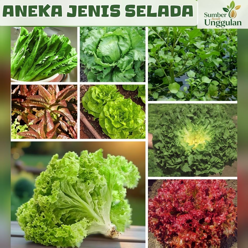 BIJI BENIH SELADA | SELADA KERITING | SELADA MENTEGA | SELADA AIR | SELADA WANGI | SELADA ENDIVE