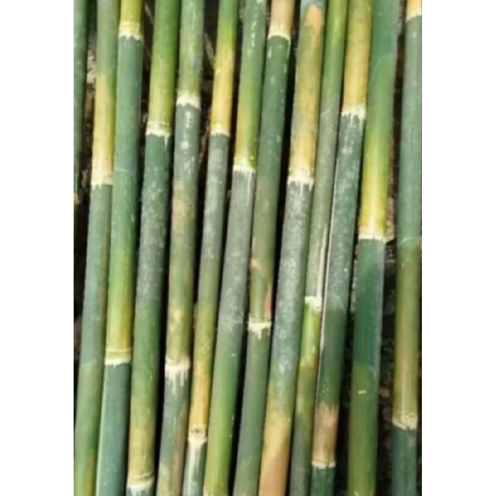 Bambu layang