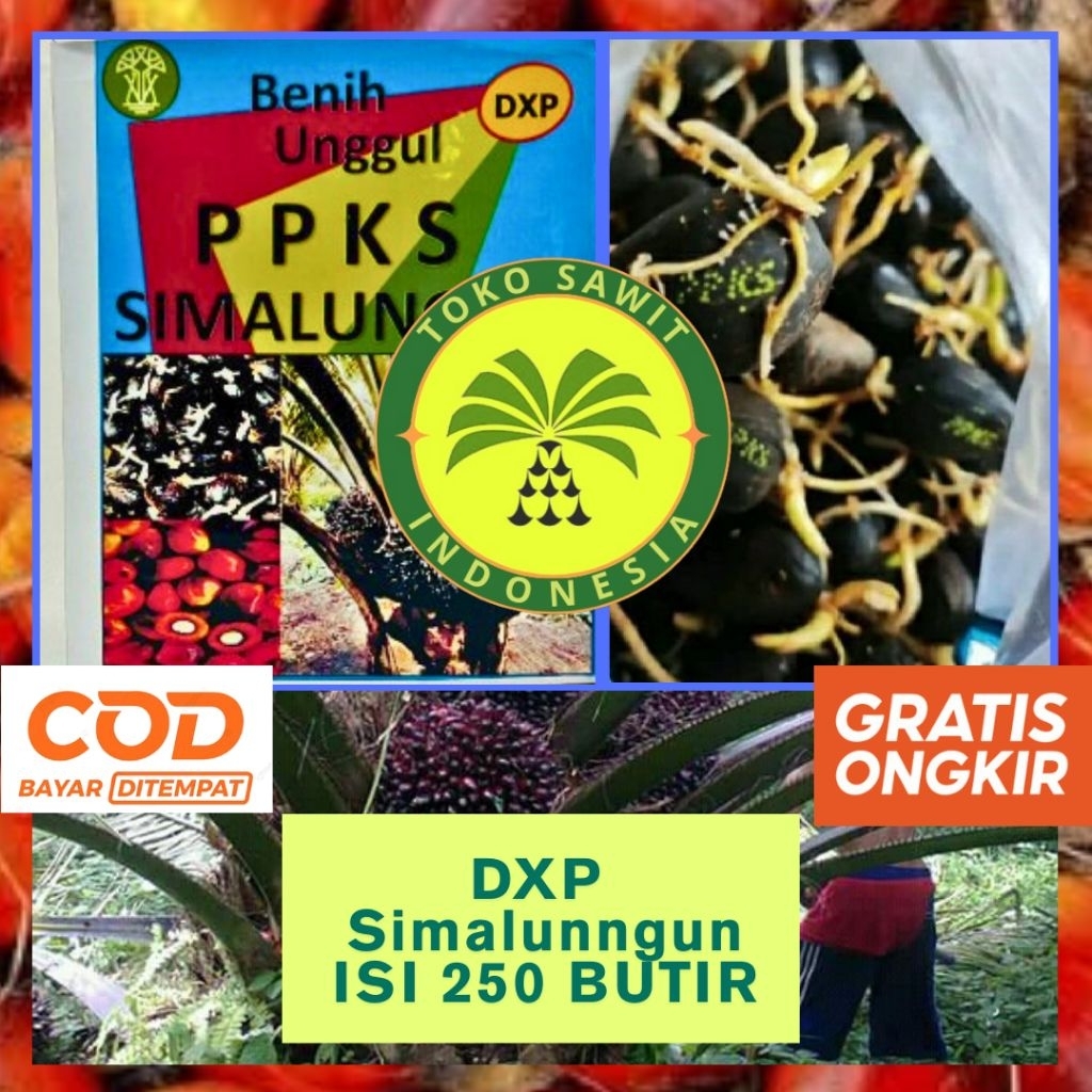 BIBIT SAWIT PPKS SIMALUNGUN UNGGUL ORIGINAL KUALITAS UNGGULAN