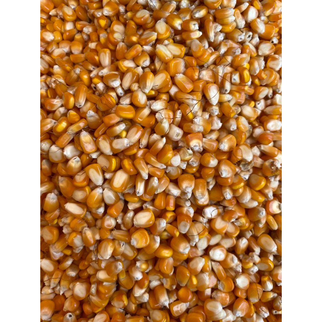 jagung pipil kering jagung oc 1kg kering bersih