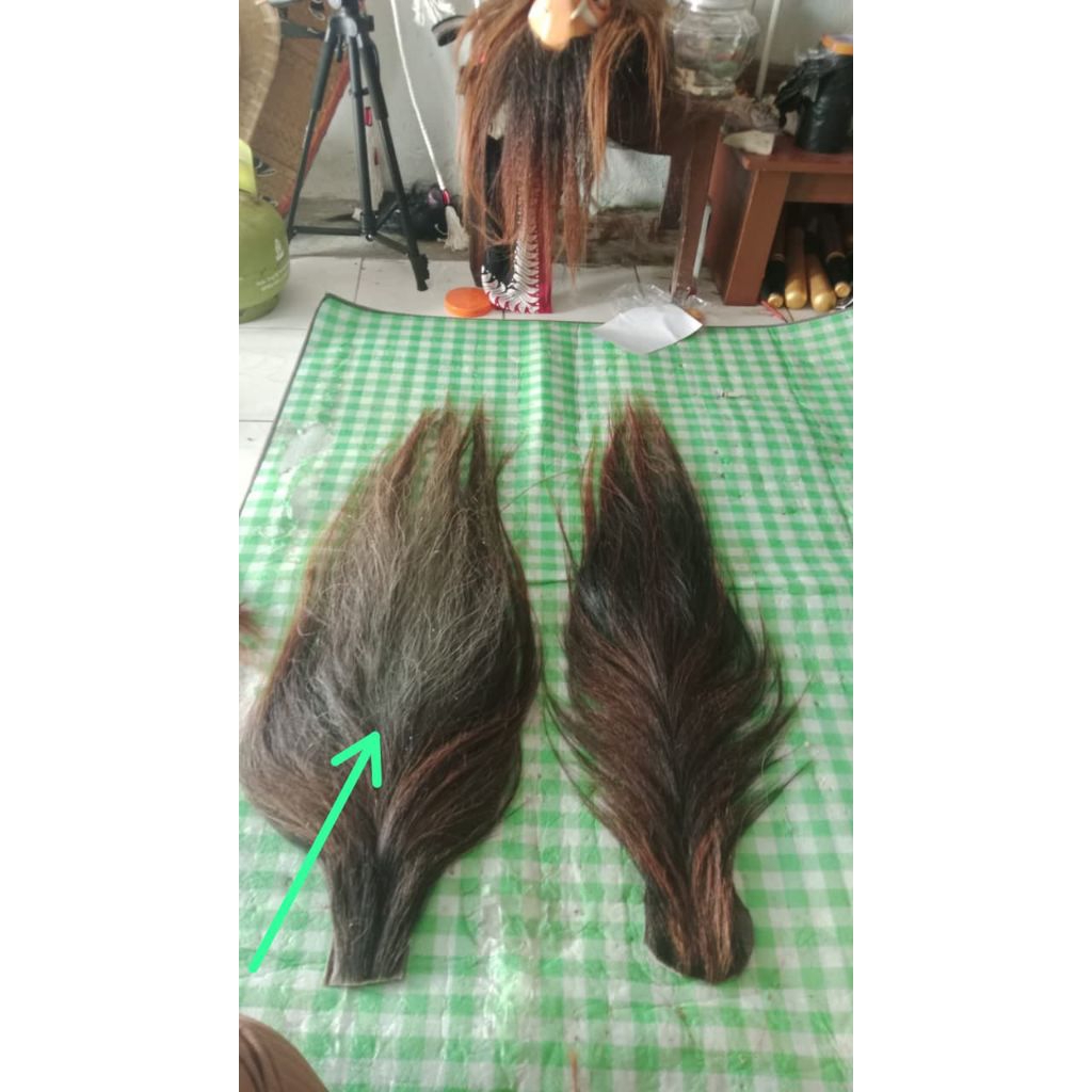 rambut kuda semi dawuk