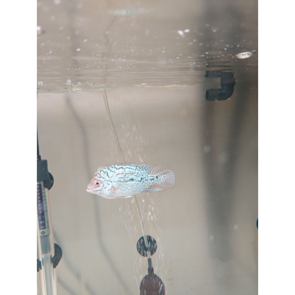 Louhan Kamfa F2 Ori Import Thailand 12cm up