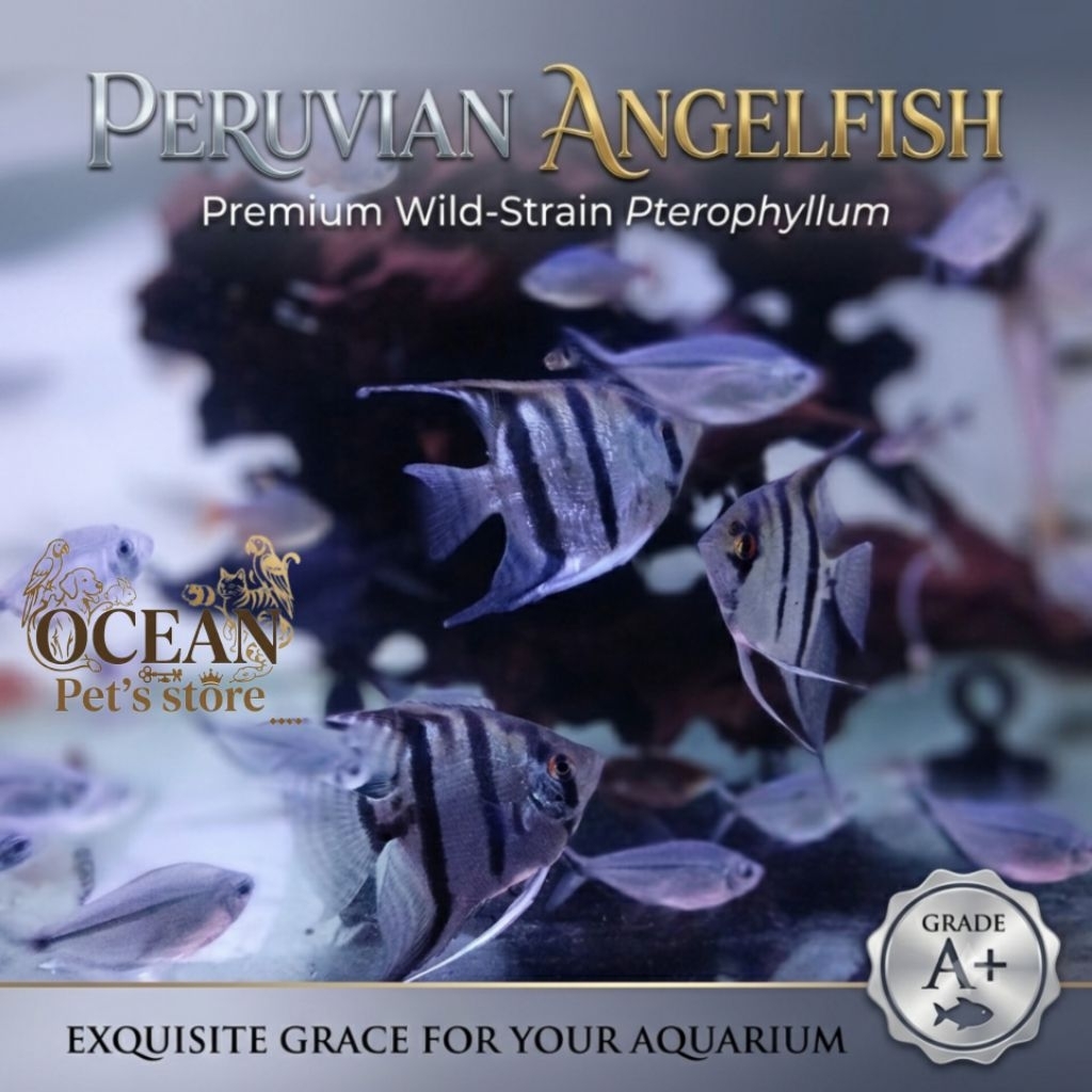 ikan hias manfish peruvian angle fish altum hiasan aquarium aquascape