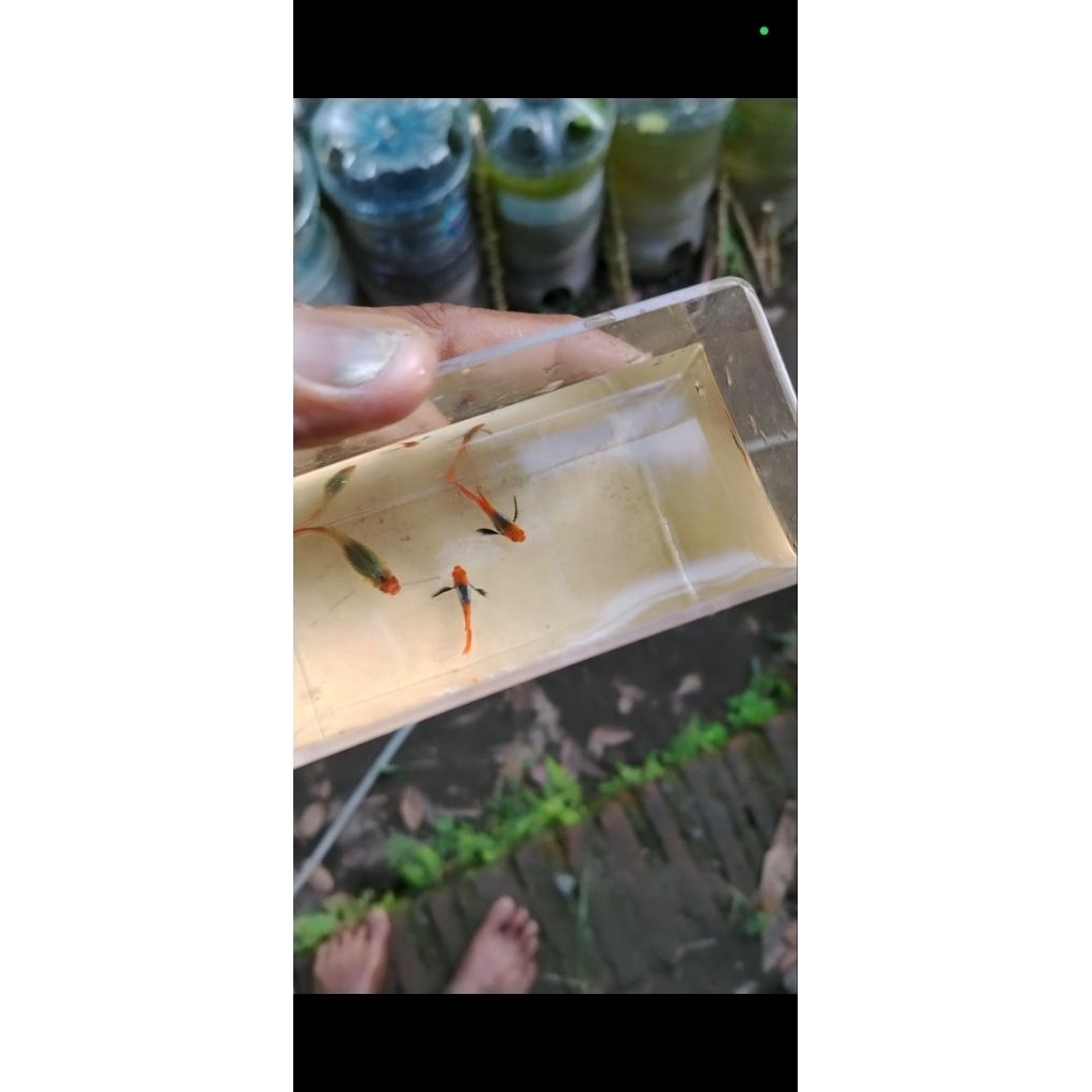 prt koi butterfly