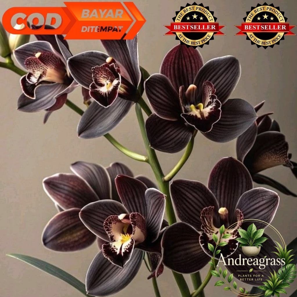 (BISA COD) Tanaman hias bunga anggrek cymbidium hitam - tanaman hidup - bunga hidup - bunga hias