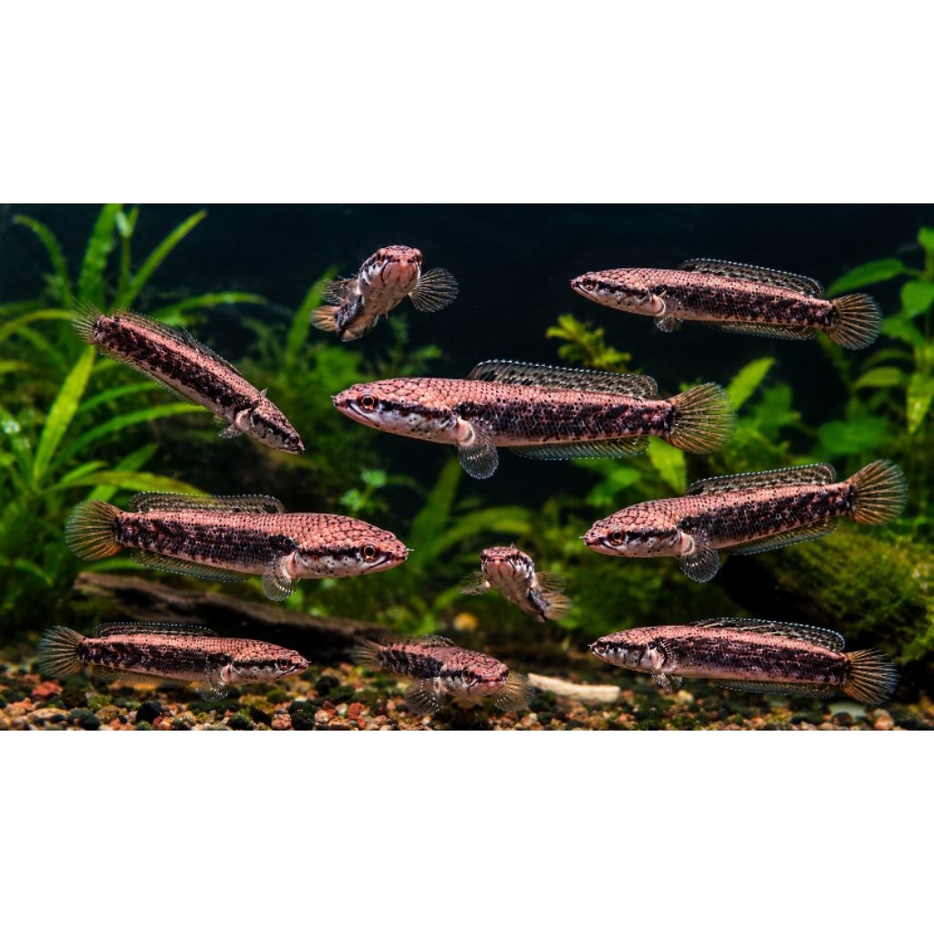 Free maggot - Channa Blue Pulchra BP 5-6cm