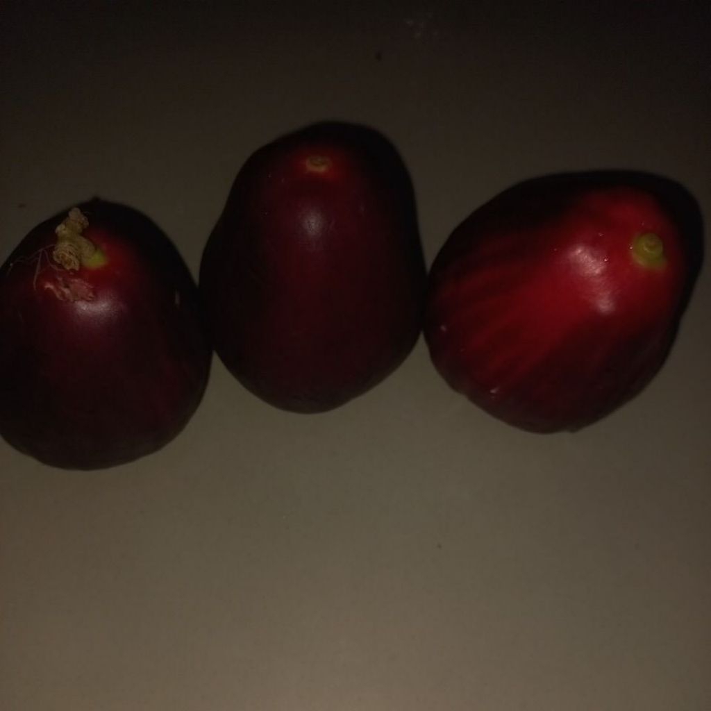 Jambu Dharsono/jambu Bold bervariasi UK antara 180 sd 300 gram