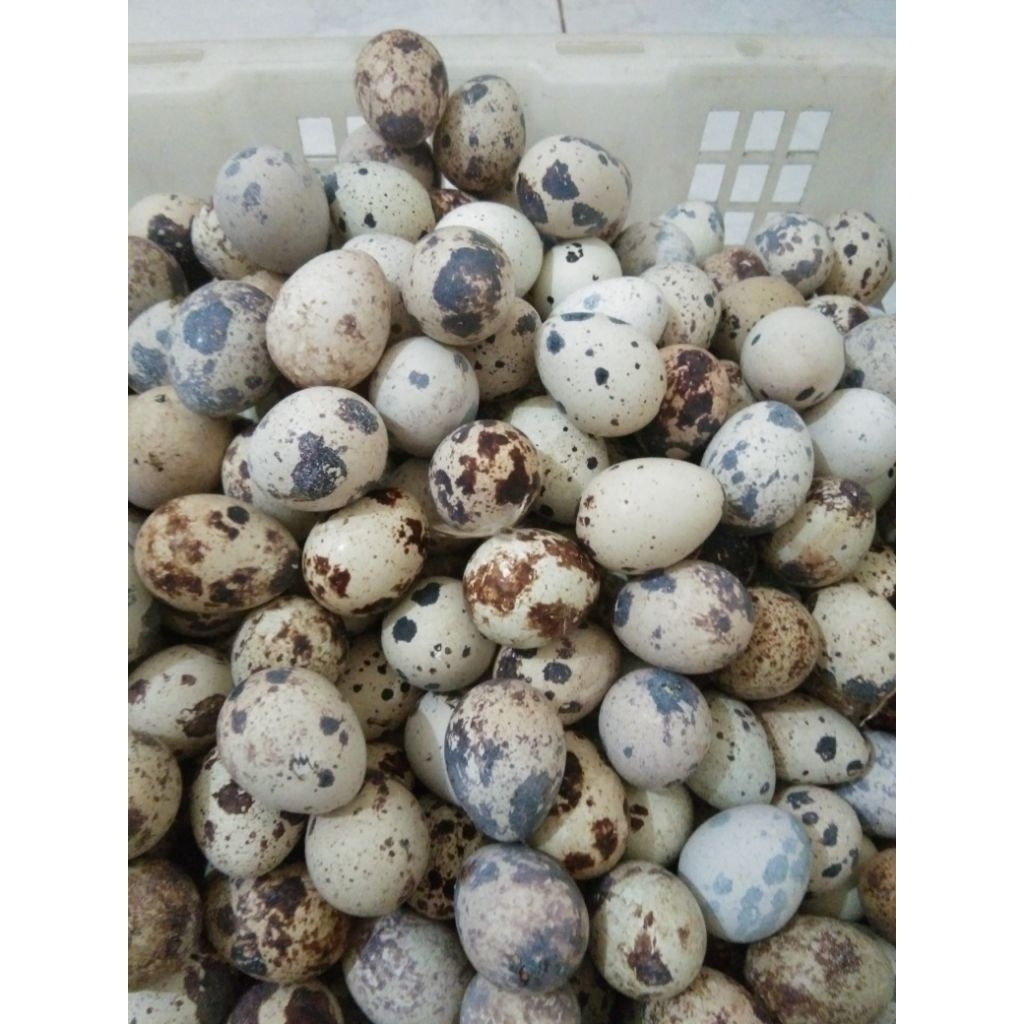 TELUR PUYUH MATENG/TELUR PUYUH REBUS