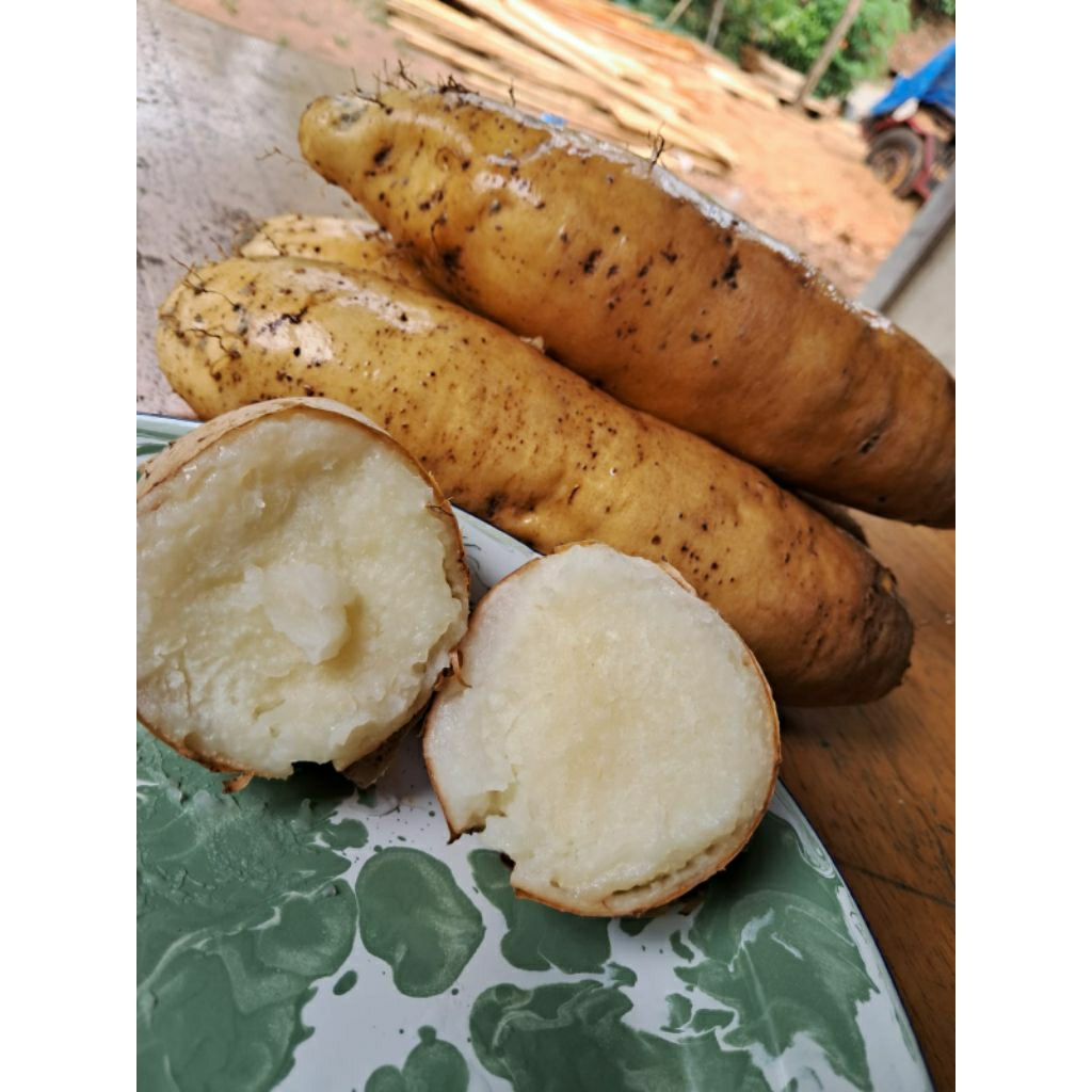 GEMBILI KETAN PUNEL.UMBI GEMBILI.FRES 1kg