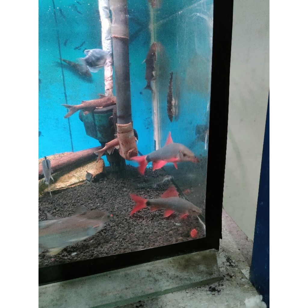ikan redfin merahhitam