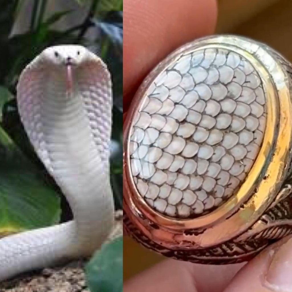 NATURAL CINCIN JHIPEN SISIK ULAR CIBG COBRA PUTIH FULL SISIK AJIB ANTIK