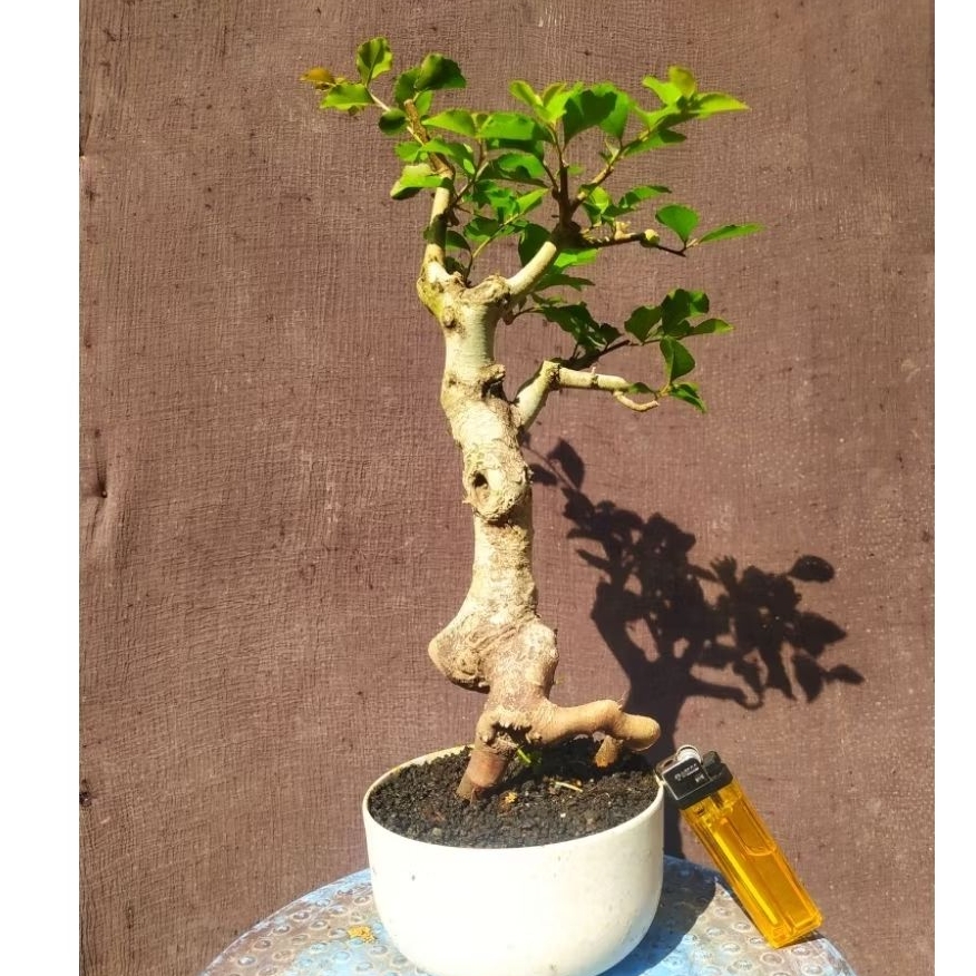 bahan bonsai bogo rukem rukam pucuk merah karakter real pic