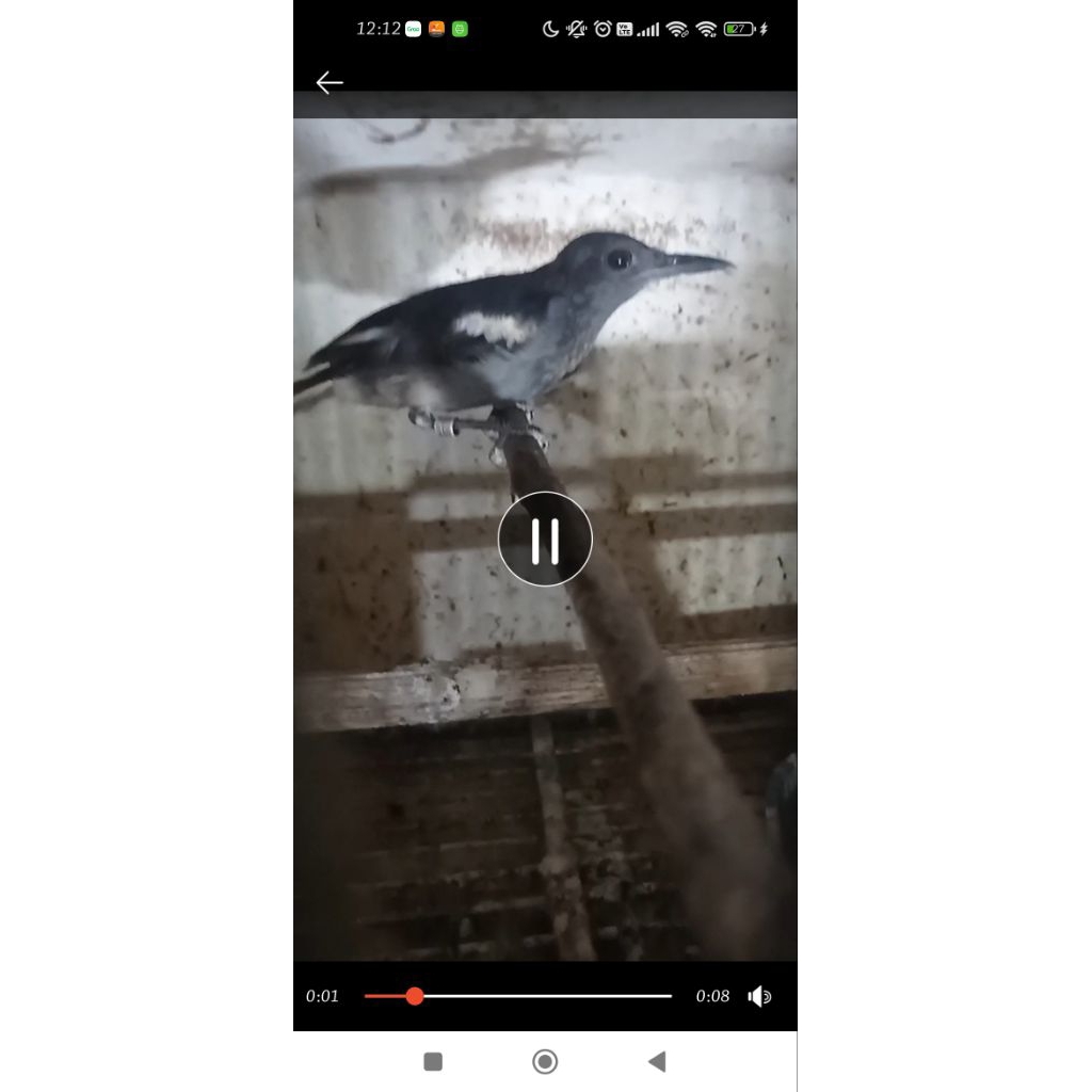 Kacer betina Siapan Sudah Voer total