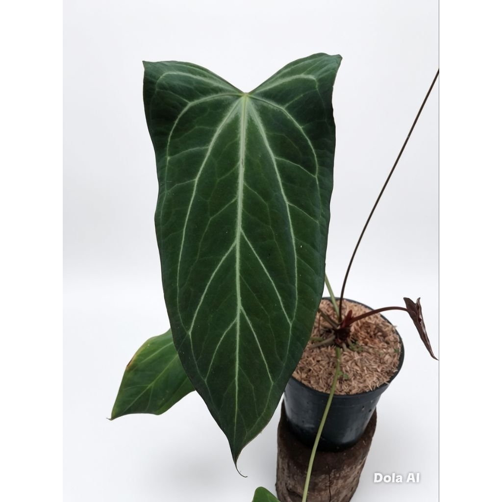 Anthurium Dark Mama X Anthurium Portilae realpict