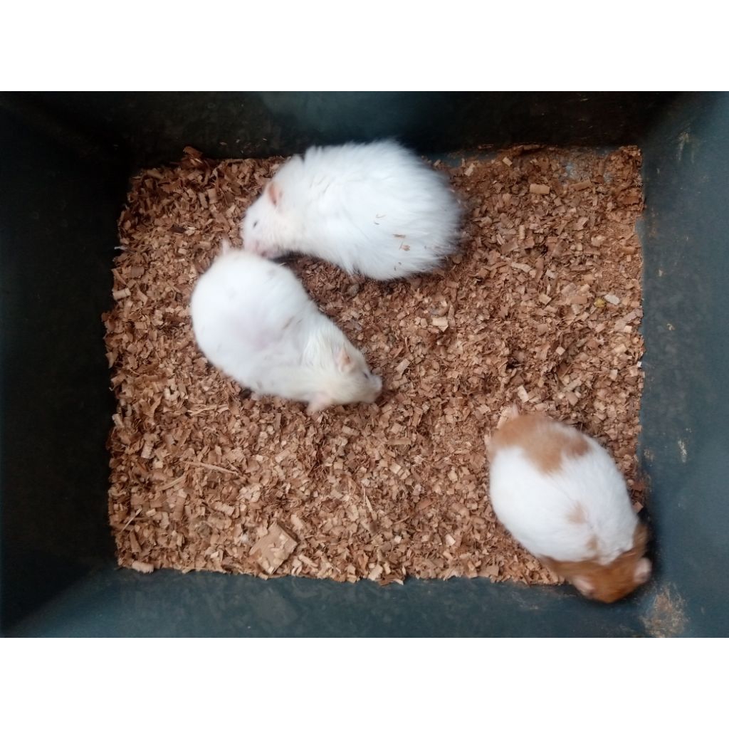 Hamster Syrian bulu panjang indukan