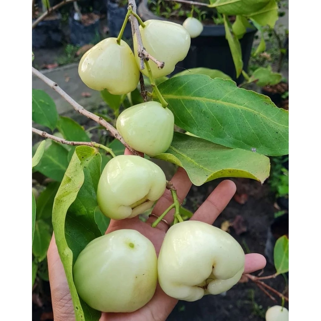 indukan jambu air camplong
