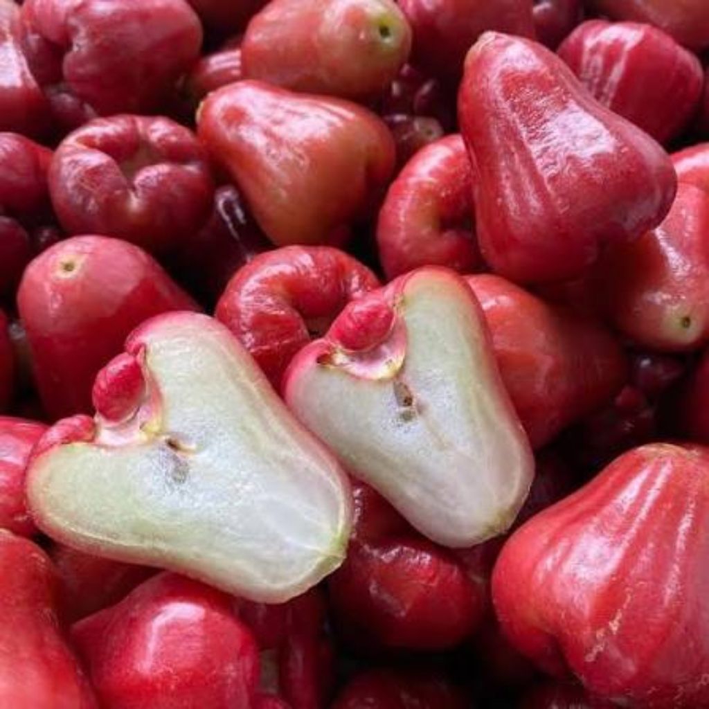 Jambu Citra Merah