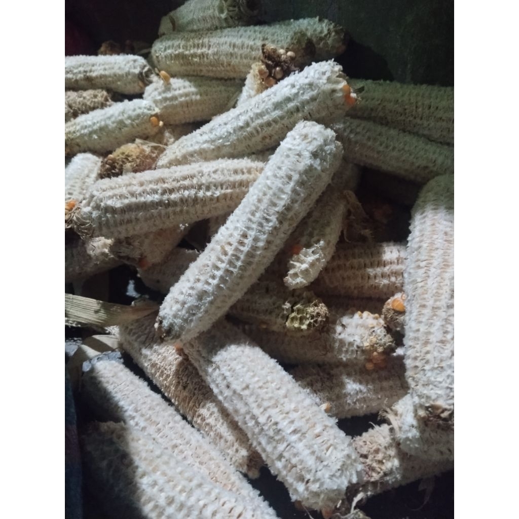 bonggol jagung, janggel jagung