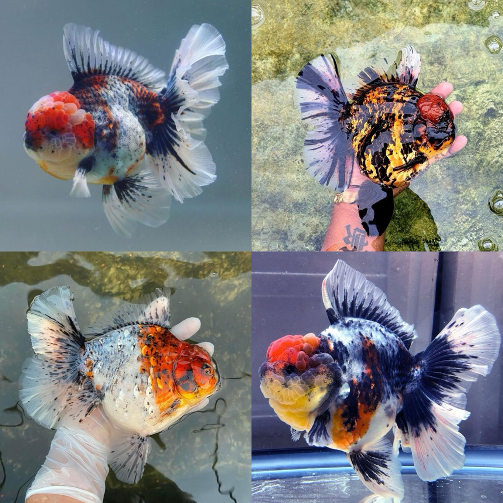 [Chan Aquatic] Ikan Hias Koki Oranda Calico Jumbo | Oranda Calico Goldfish Jumbo