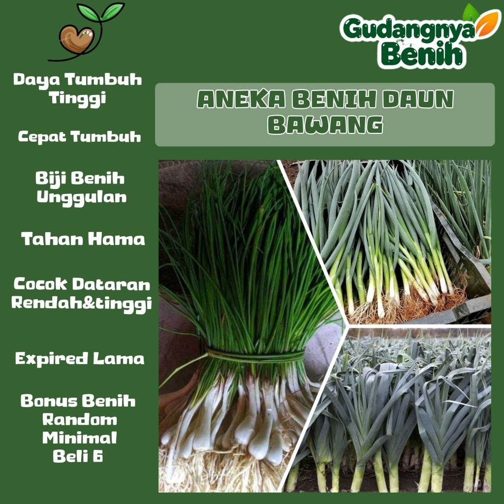 GUDANGNYA BENIH - BIJI BENIH DAUN BAWANG | DAUN PREI | DAUN KUCAI