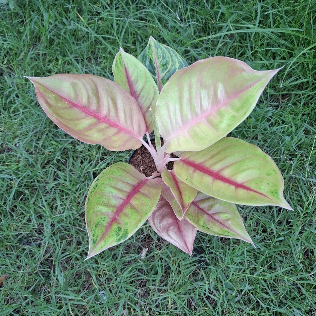 aglonema jameela / jackpot lokal