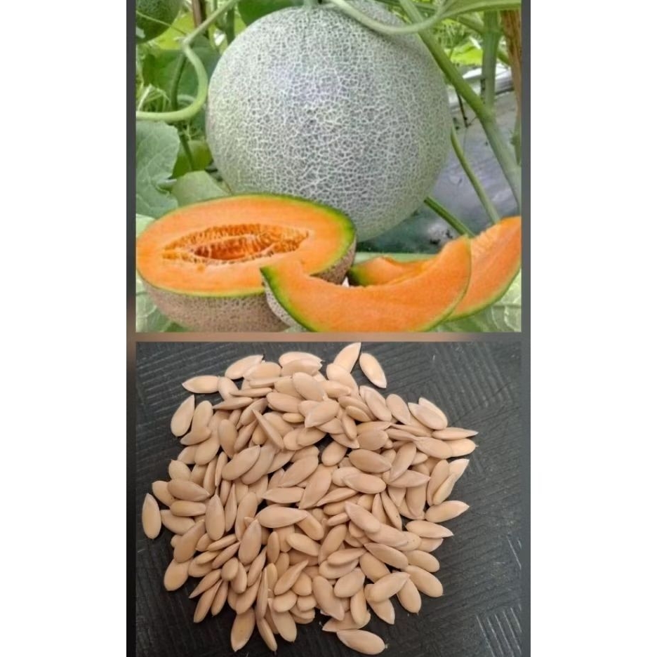 Bibit 50 Biji Buah Melon Madu Jumbo Hibrida