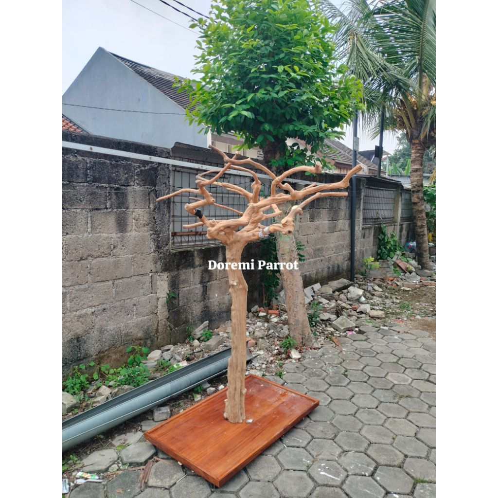 Tangkringan Parrot lengkap Burung Kakatua Nuri Macaw BNG Scarlet Green Winged Afgrey Elang Kayu Kopi