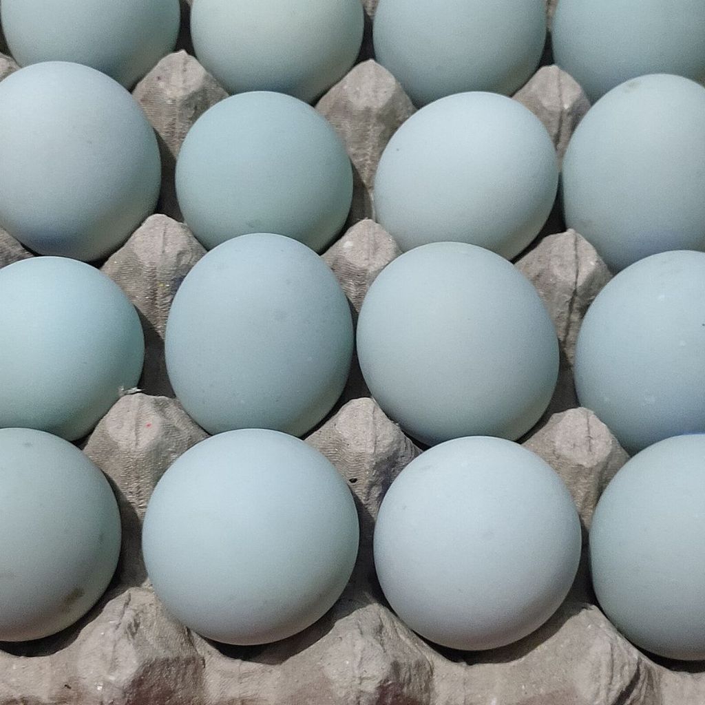 Telur Bebek Mentah Segar dengan Kuning Telur Omega Orange