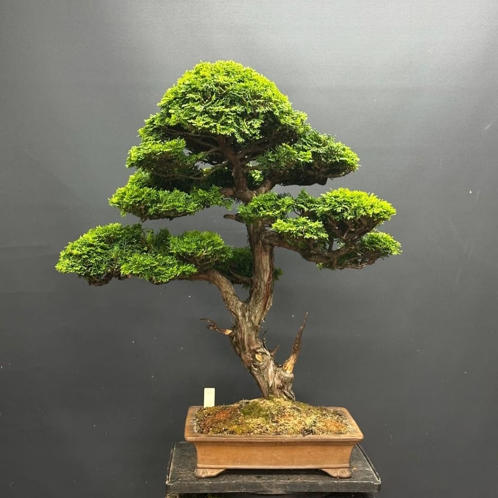 Bonsai mini mame cemara inoki realpict